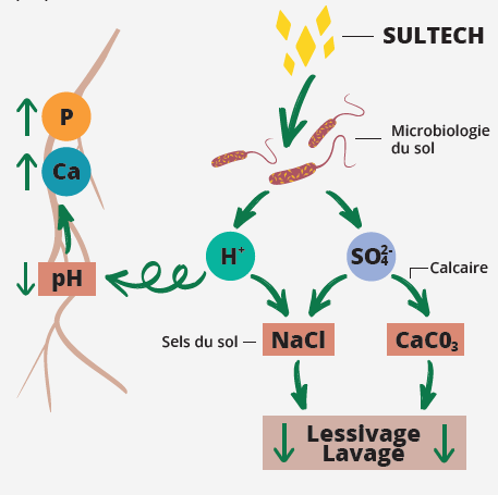 sultech en el suelo