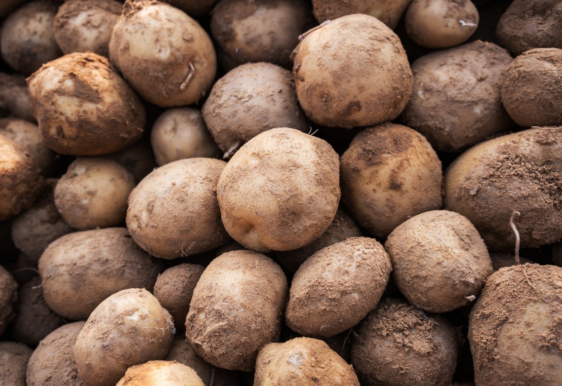 El azufre para uso agrícola: ¿por qué es recomendable su uso como enmienda en el cultivo de patata?