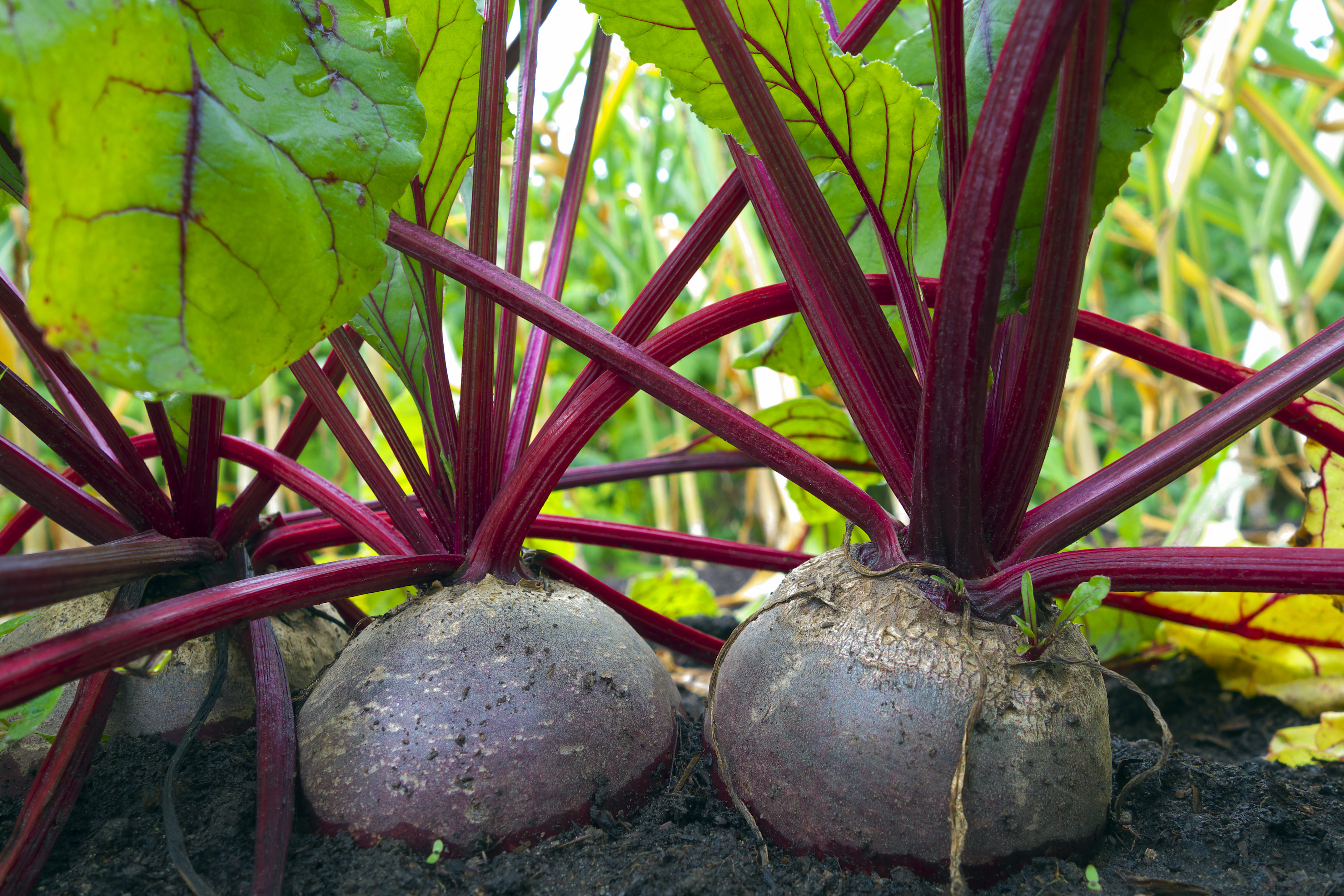 HORT