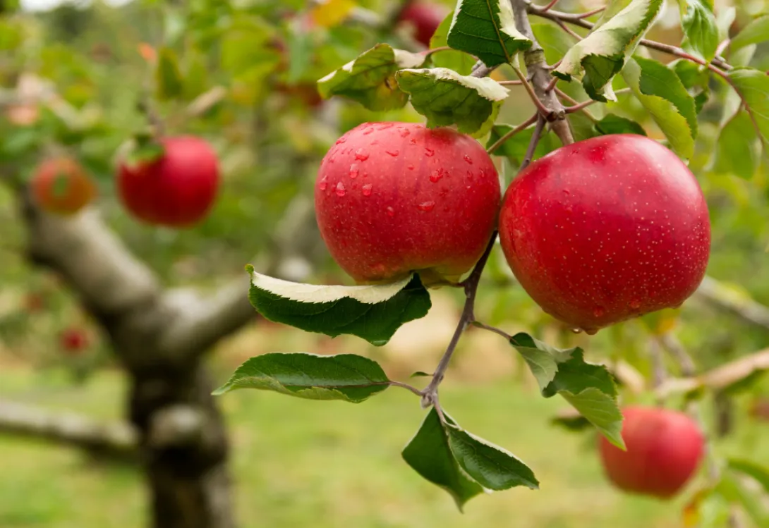 Azufre: protección, nutrición y sostenibilidad en una sola solución