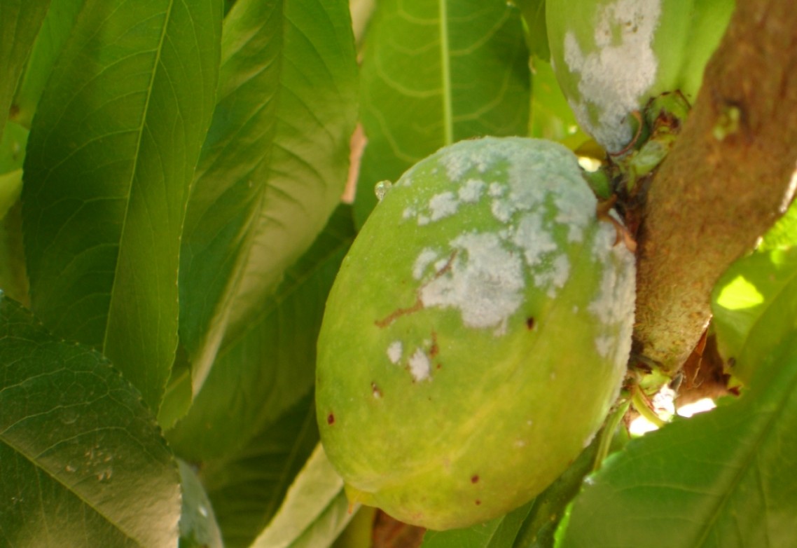 El azufre para uso agrícola: ¿qué beneficios aporta su uso en cultivos de frutales?