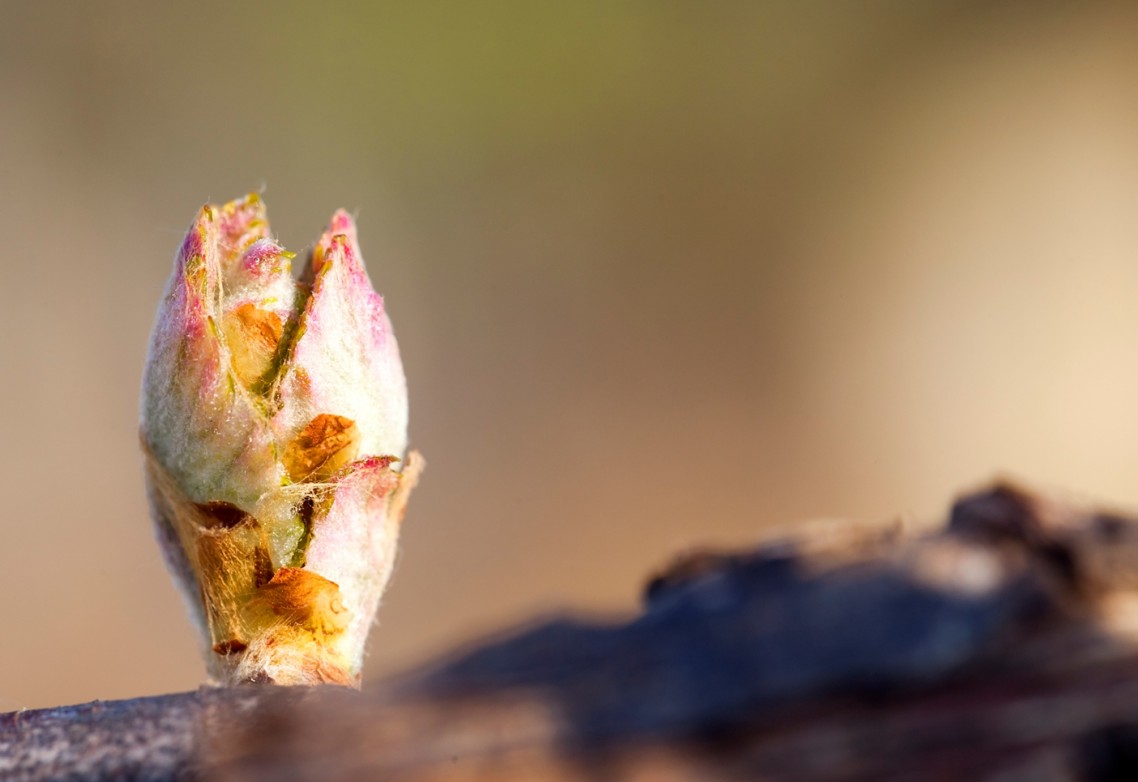 ¿Cómo combatir la acariosis en la vid?: El azufre sublimado como solución integral para el viñedo