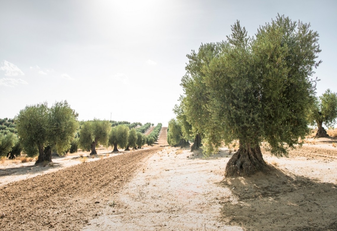 El azufre para uso agrícola: ¿Qué beneficios aporta al olivar?