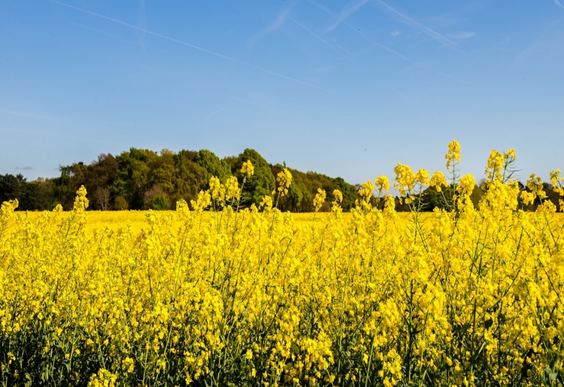El azufre para uso agrícola: ¿En qué medida favorece el desarrollo y el rendimiento en el cultivo de colza?