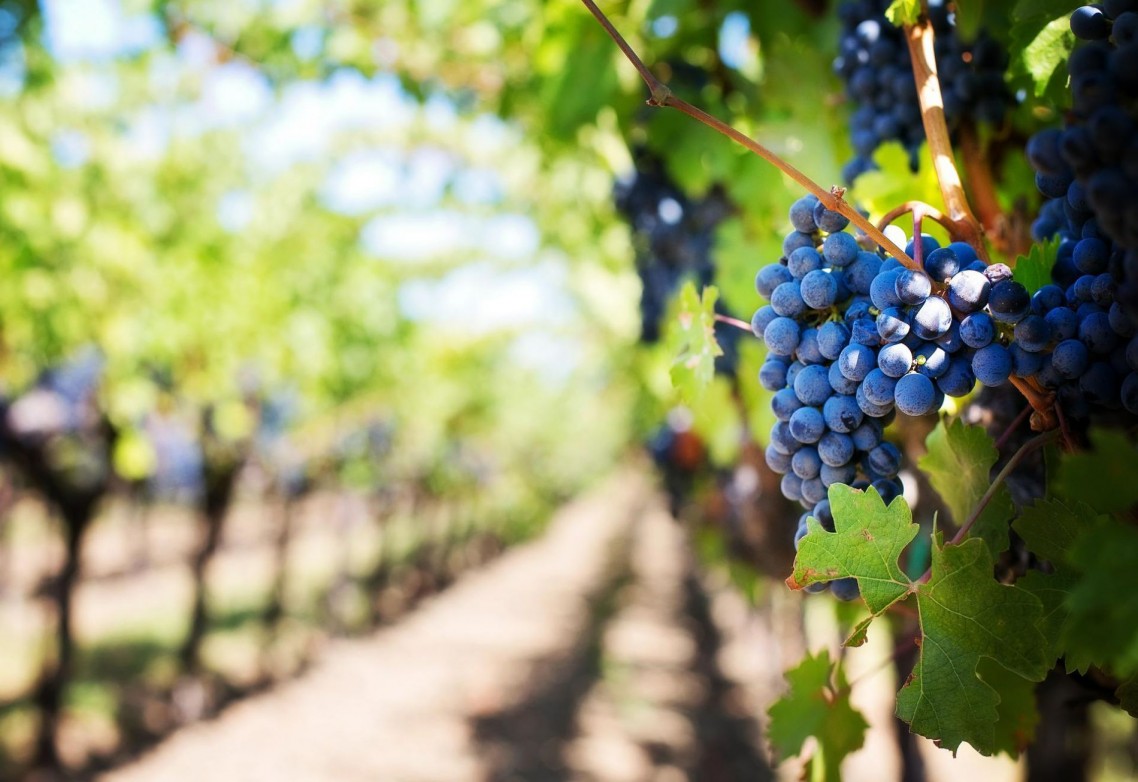 ¿Qué beneficios aporta el azufre para la mejora del suelo y el incremento de la productividad y calidad en viñedos?